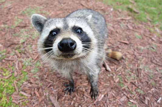 A curious raccoon in the Florida Everglades; illustrative image, not Jimothy. Photo by Paxson Woelber, CC BY-SA 3.0 via Wikimedia Commons