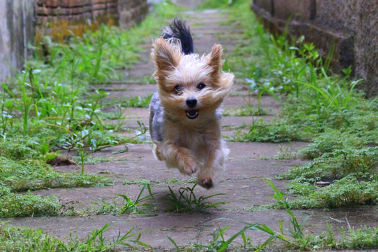 A dog running toward its owner; licensed illustrative image for a missing-dog reunion story.